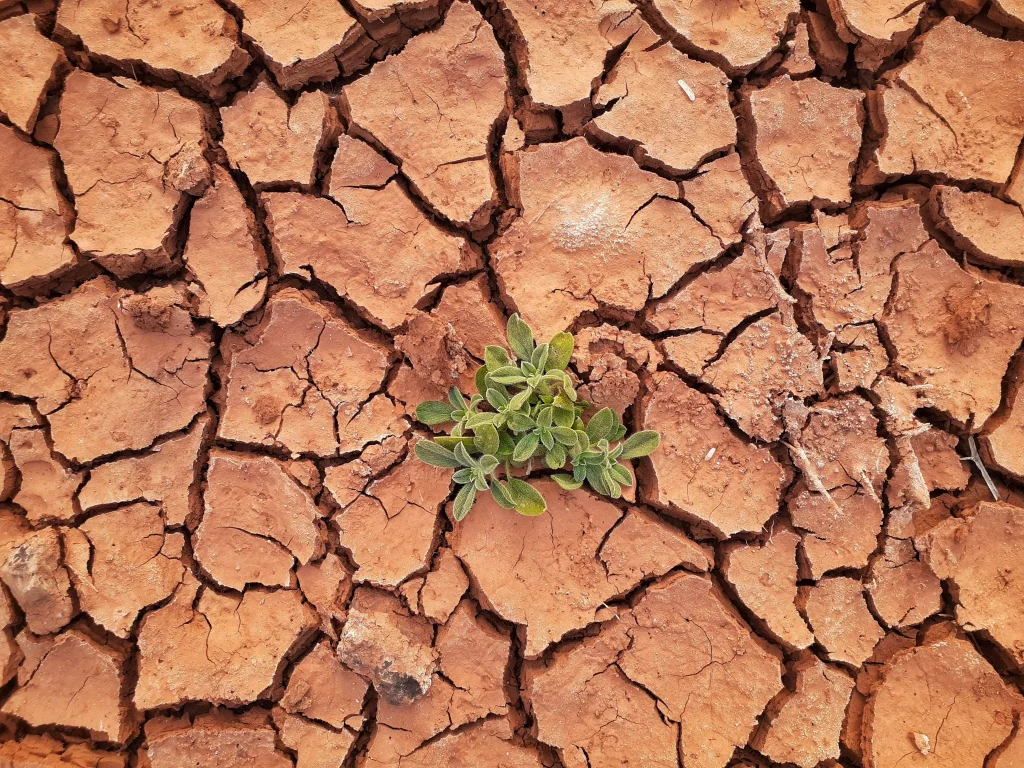 Small plant shoot growing out of dry, cracked land