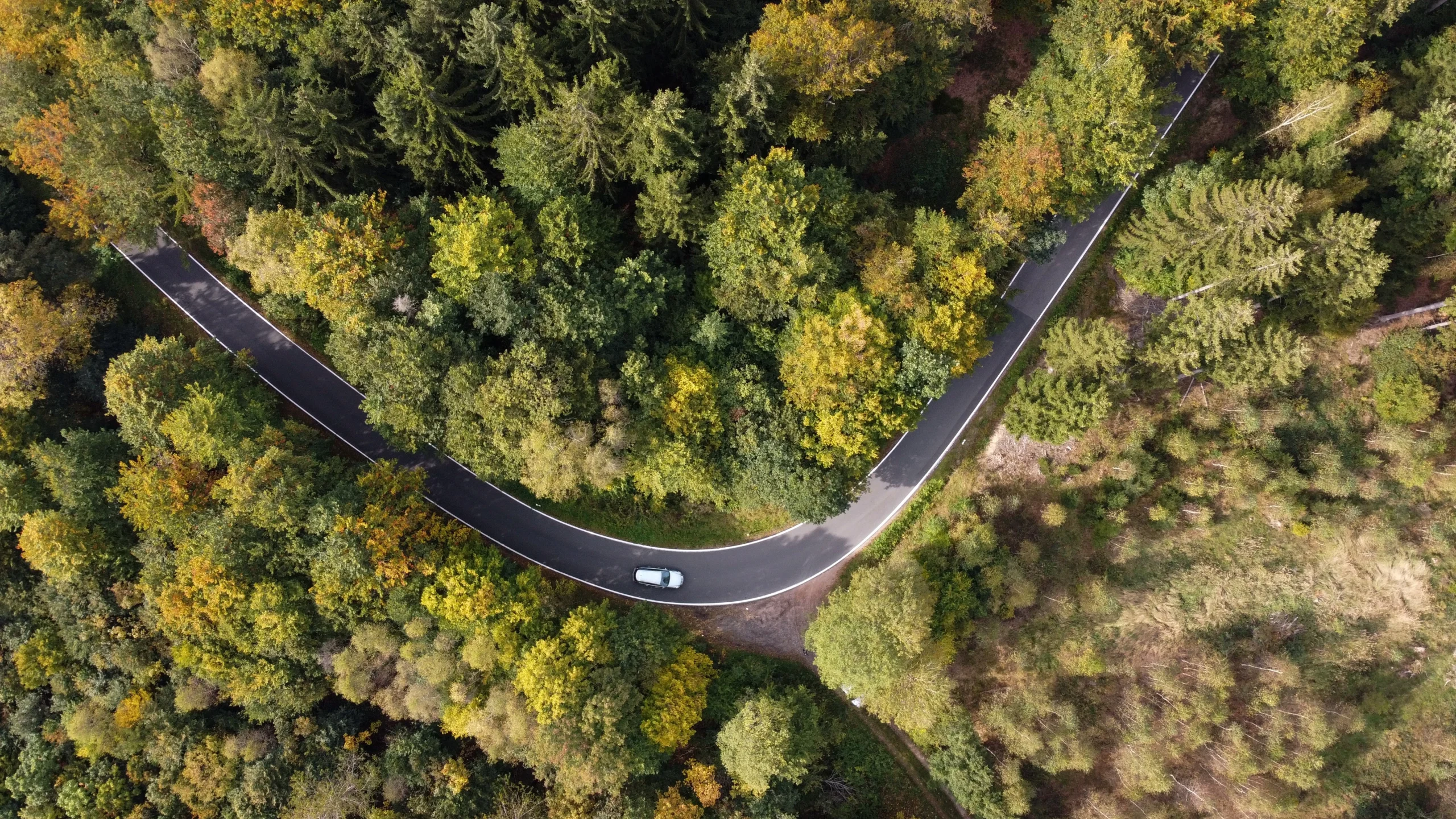 Car driving on a road through a forest